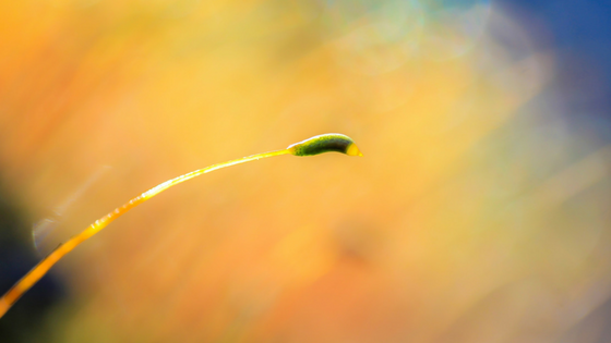 Letting  Nature Take Its Course