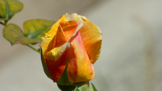 Successful Struggles