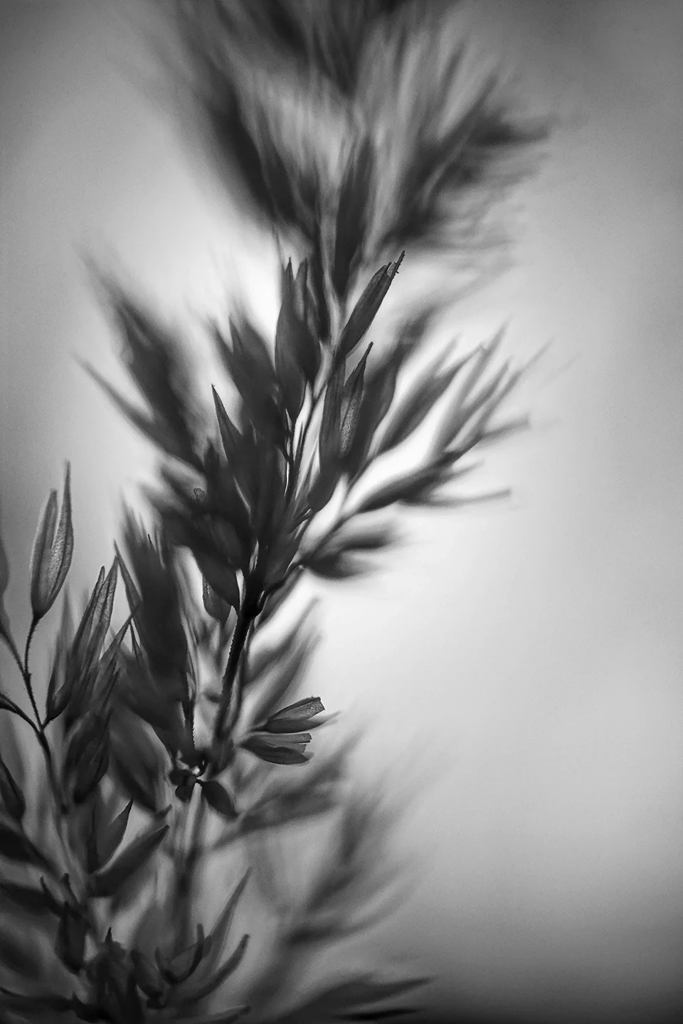TallGrass.jpg