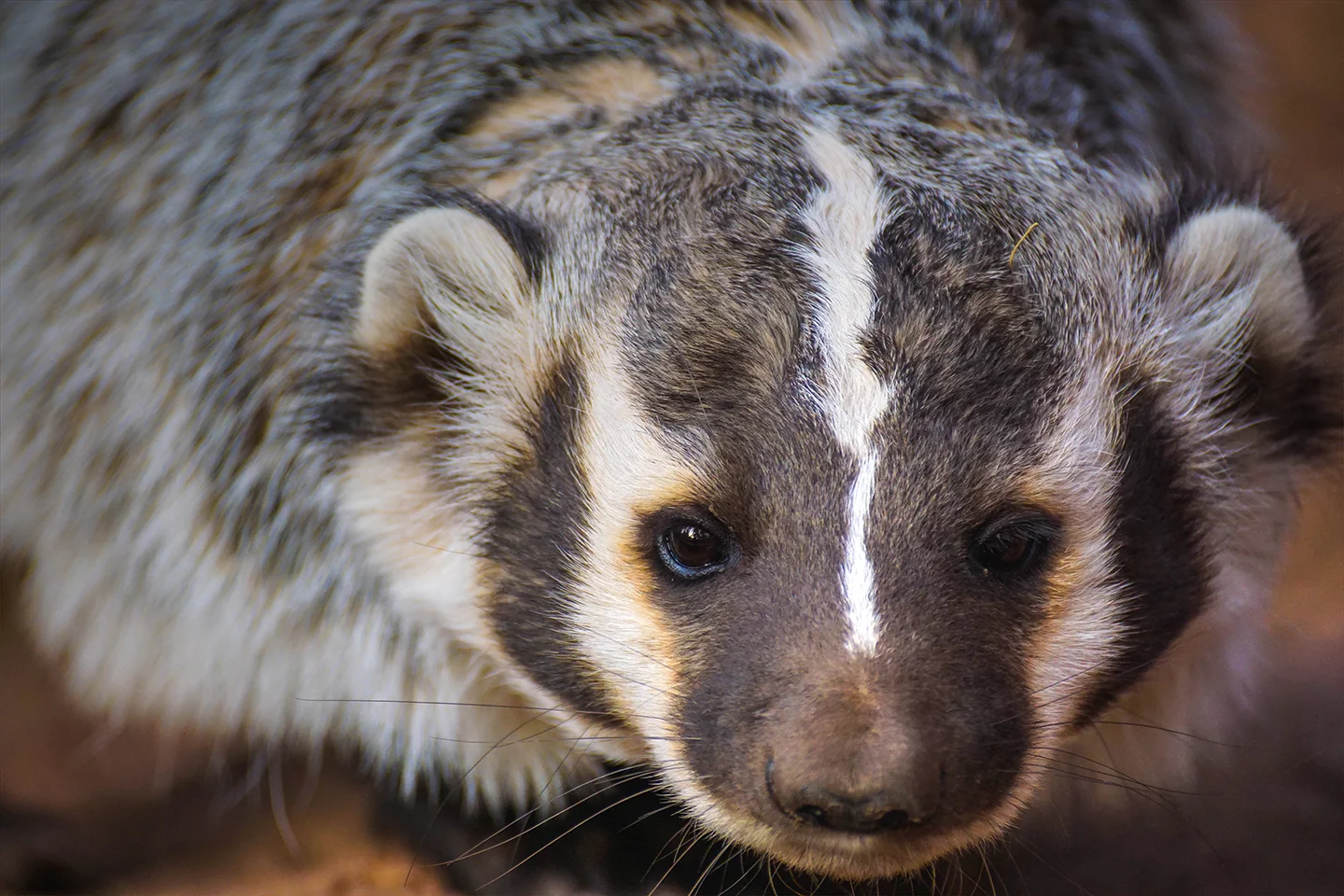 Badger.jpg
