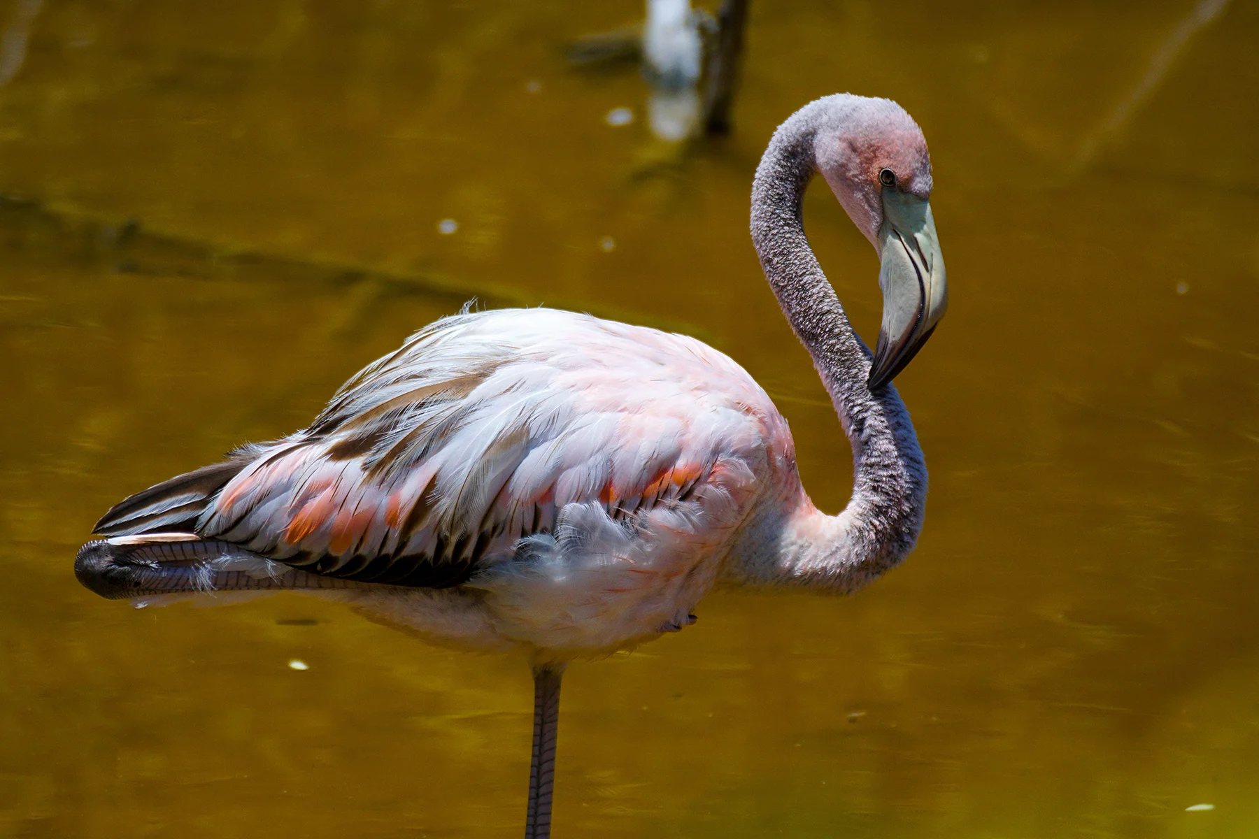 IslaIsabela_flamingo3.jpg