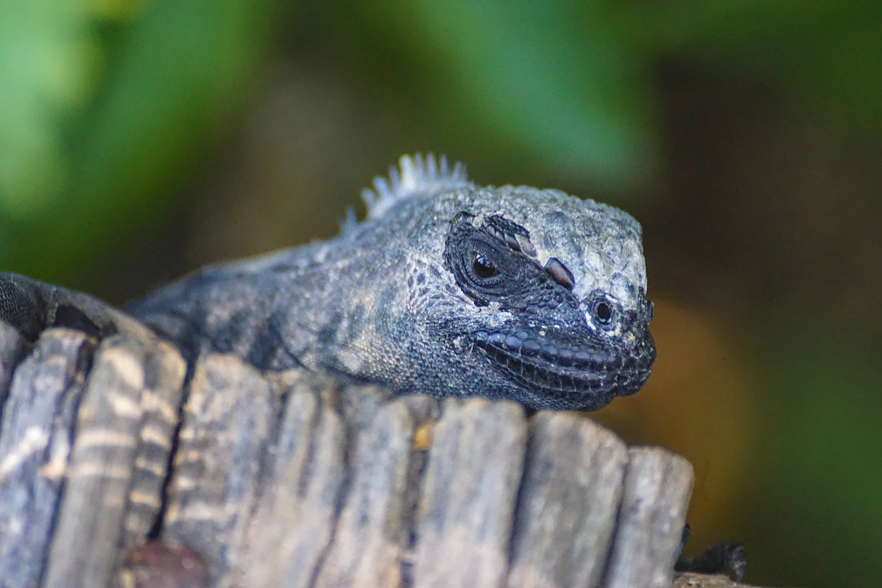 IslaIsabela_marineiguana1.jpg
