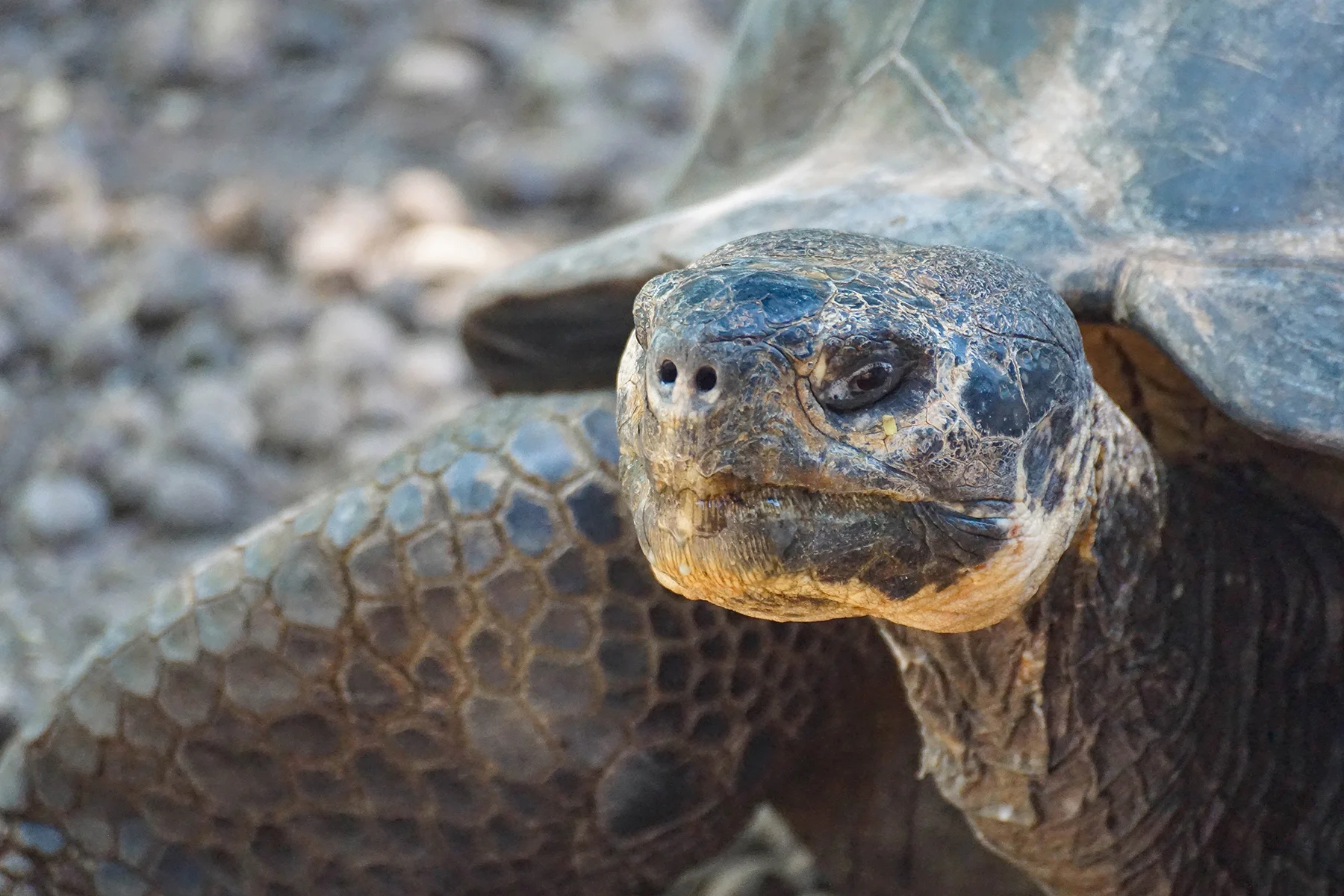 IslaIsabela_tortoises2.jpg