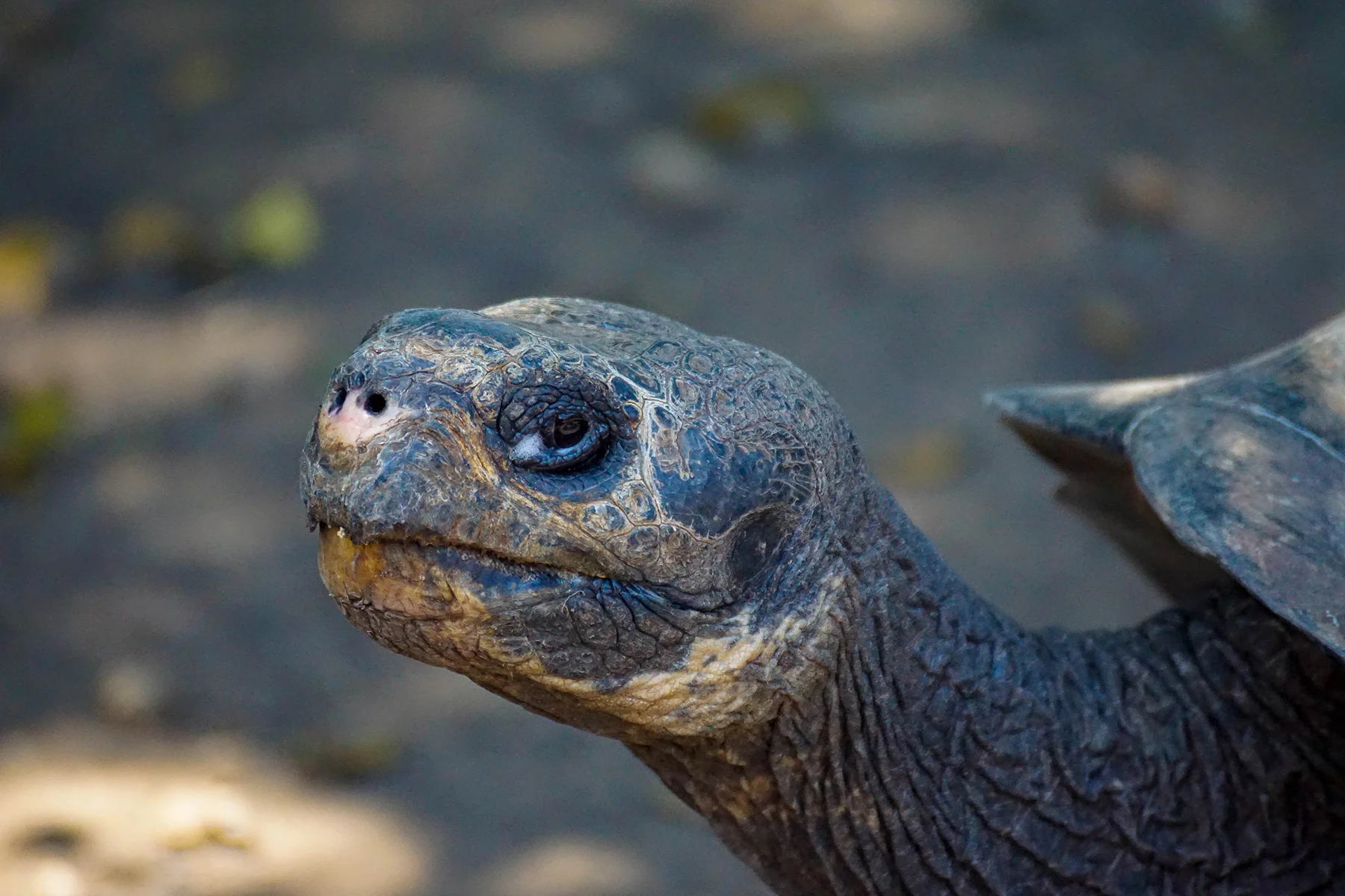 IslaIsabela_tortoises5.jpg