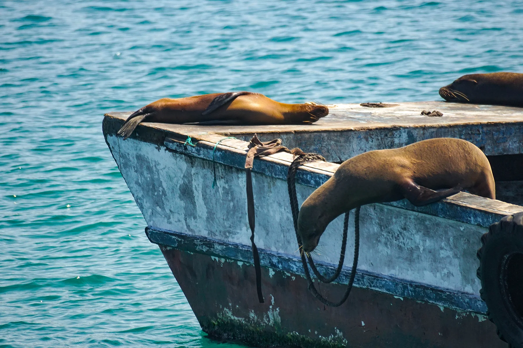 SanCristobal_SeaLions5.jpg