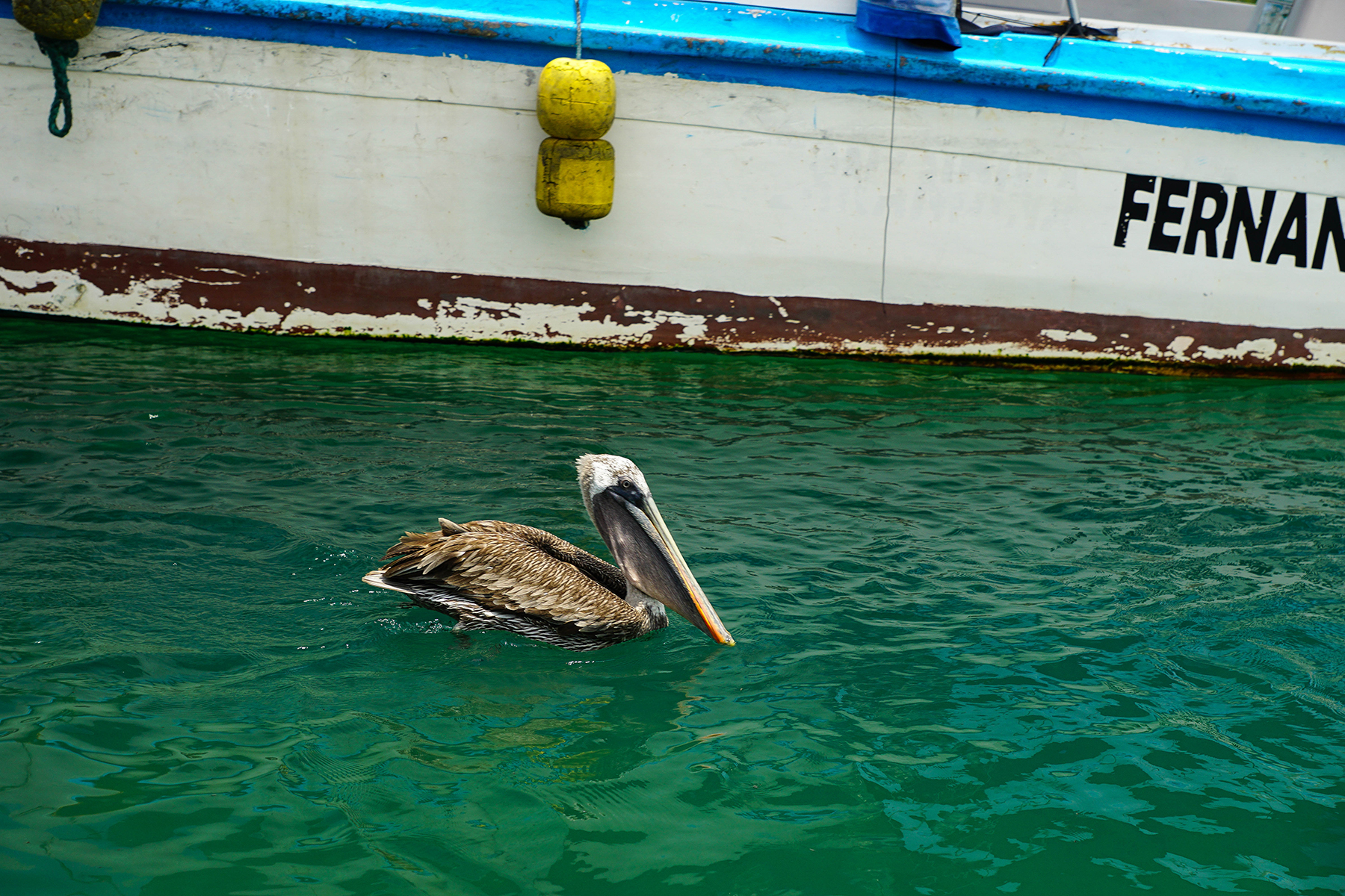 SantaCruz_brownpelican.jpg