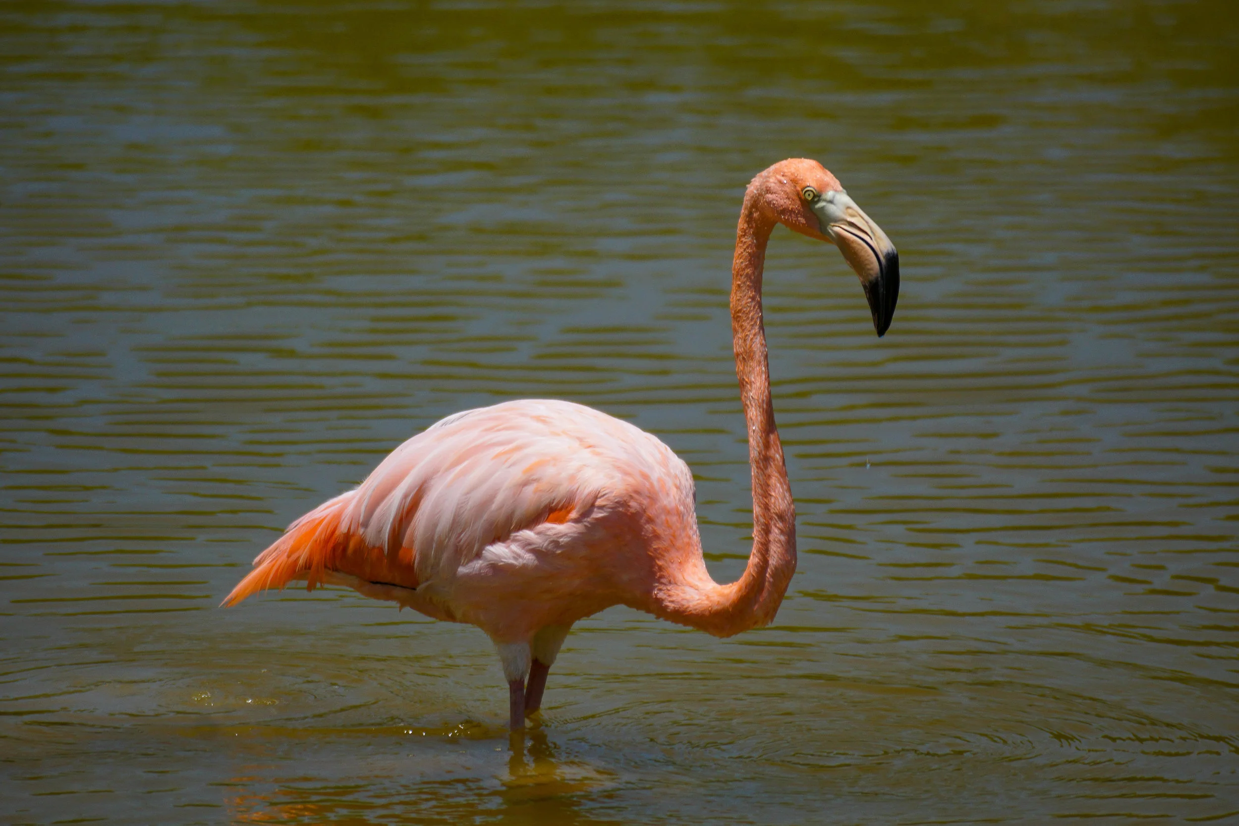 IslaIsabela_flamingo4.jpg
