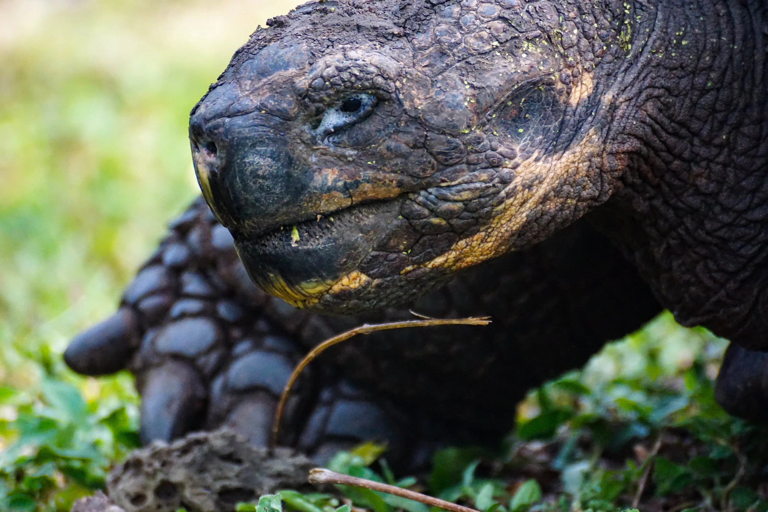 SantaCruz_tortoise2.jpg