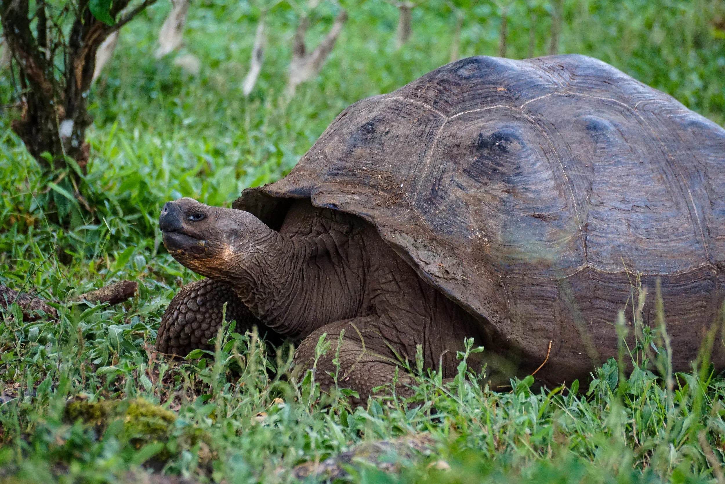 SantaCruz_tortoise6.jpg