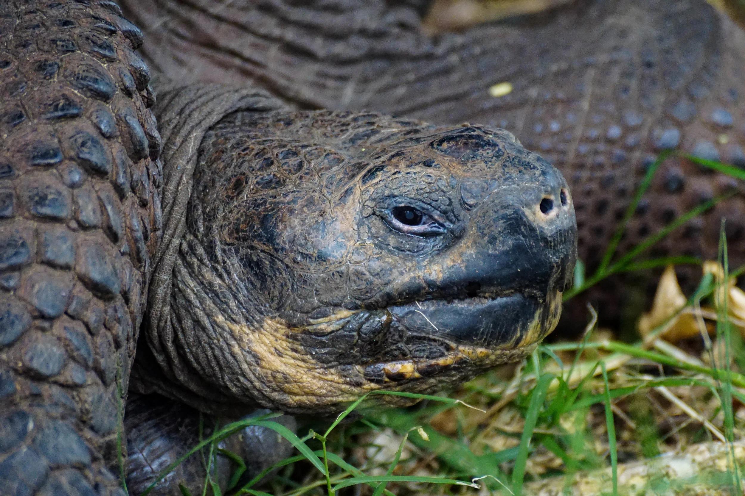 SantaCruz_tortoise7.jpg