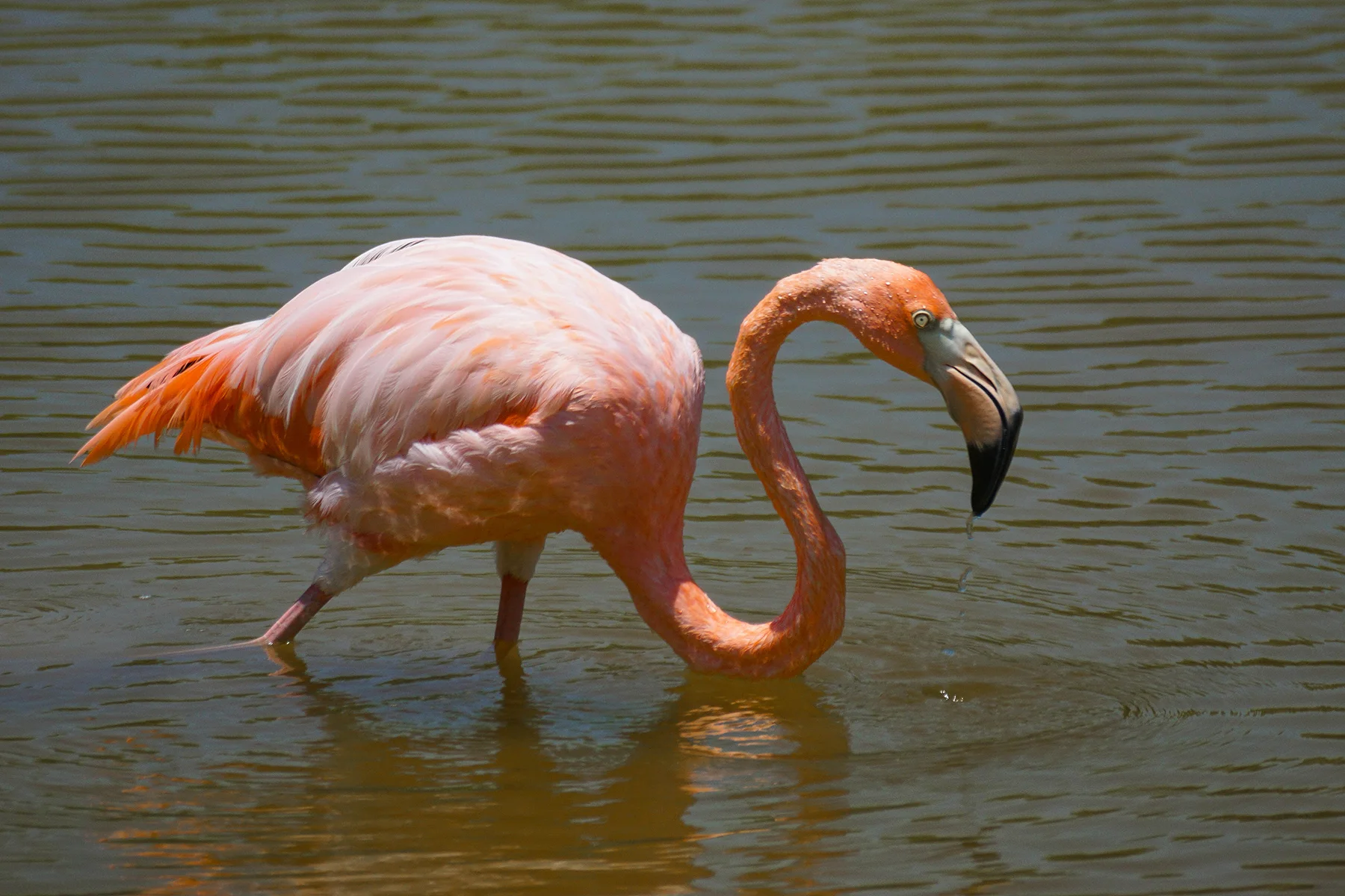 IslaIsabela_flamingo5.jpg
