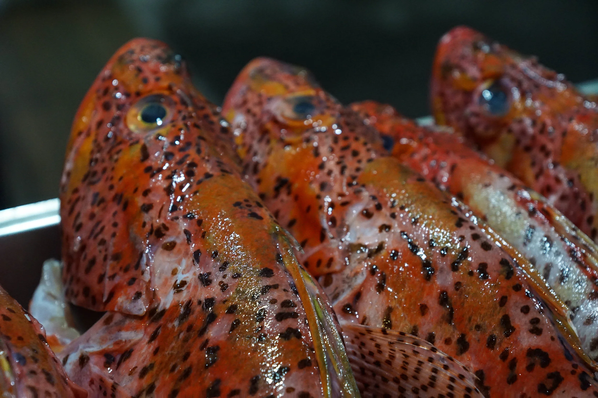 SantaCruz_fish.jpg