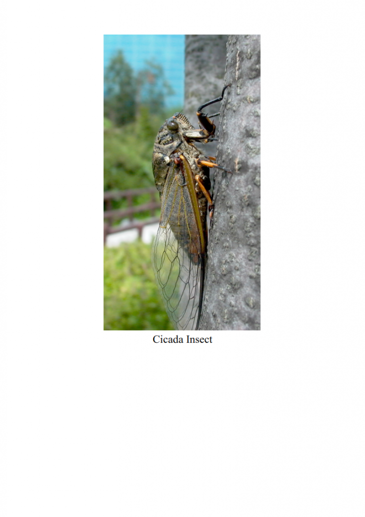 4.-Fathers-interest-in-nature-lesson_009-724x1024.png