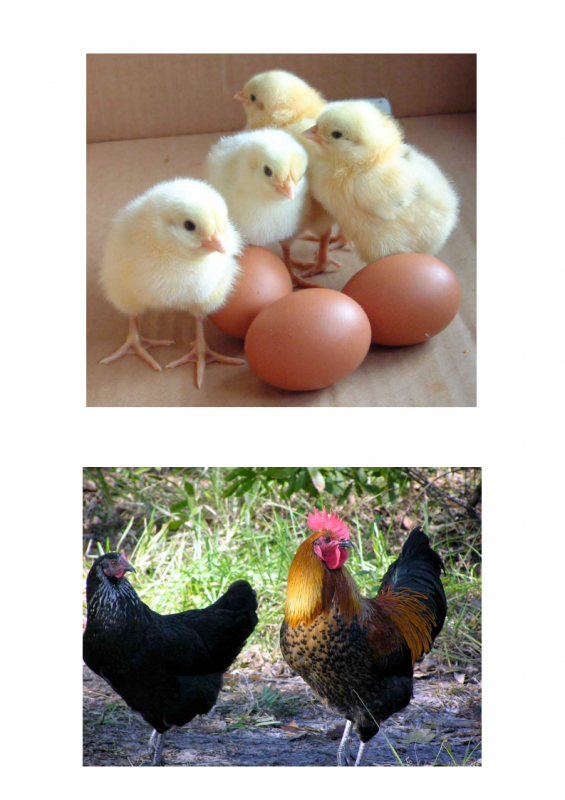 11.-Growing-period-lessonEng_016-565x800.png