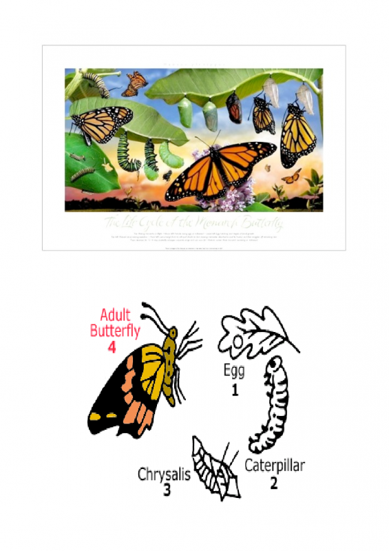 11.-Growing-period-lessonEng_014-565x800.png