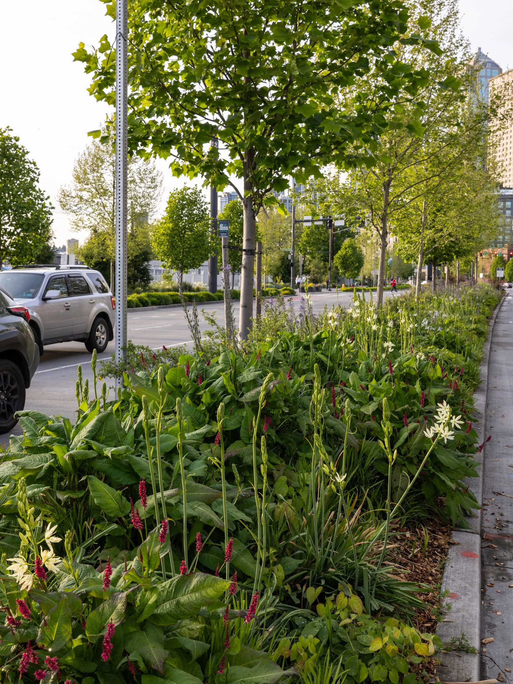 Miranda-Estes-Photography-Seattle waterfront-1.jpg
