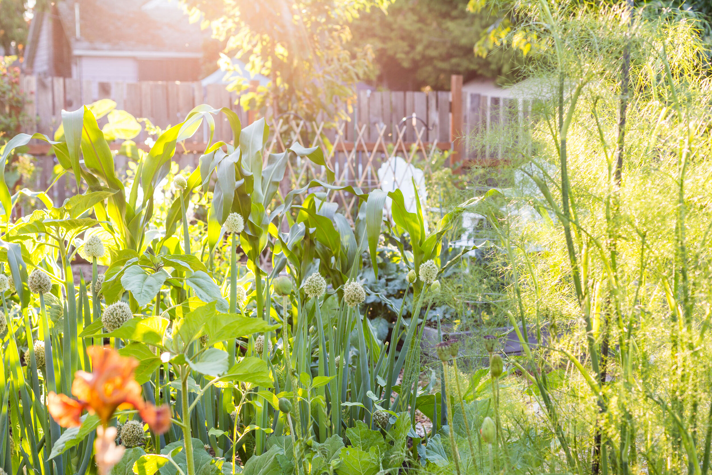 0002-Miranda-Estes-Photography-Mint-Gardener-20190611.jpg