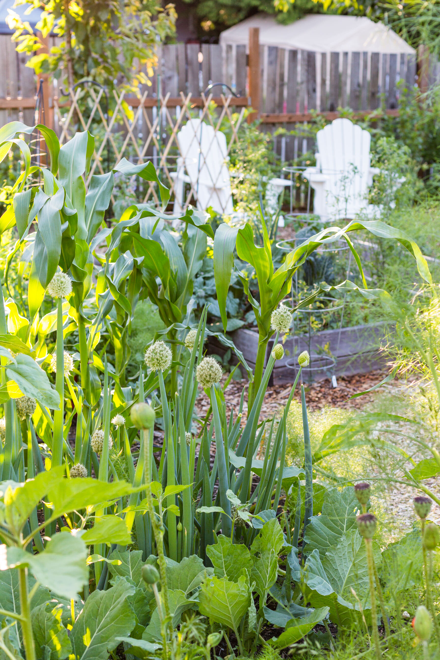 0003-Miranda-Estes-Photography-Mint-Gardener-20190611.jpg