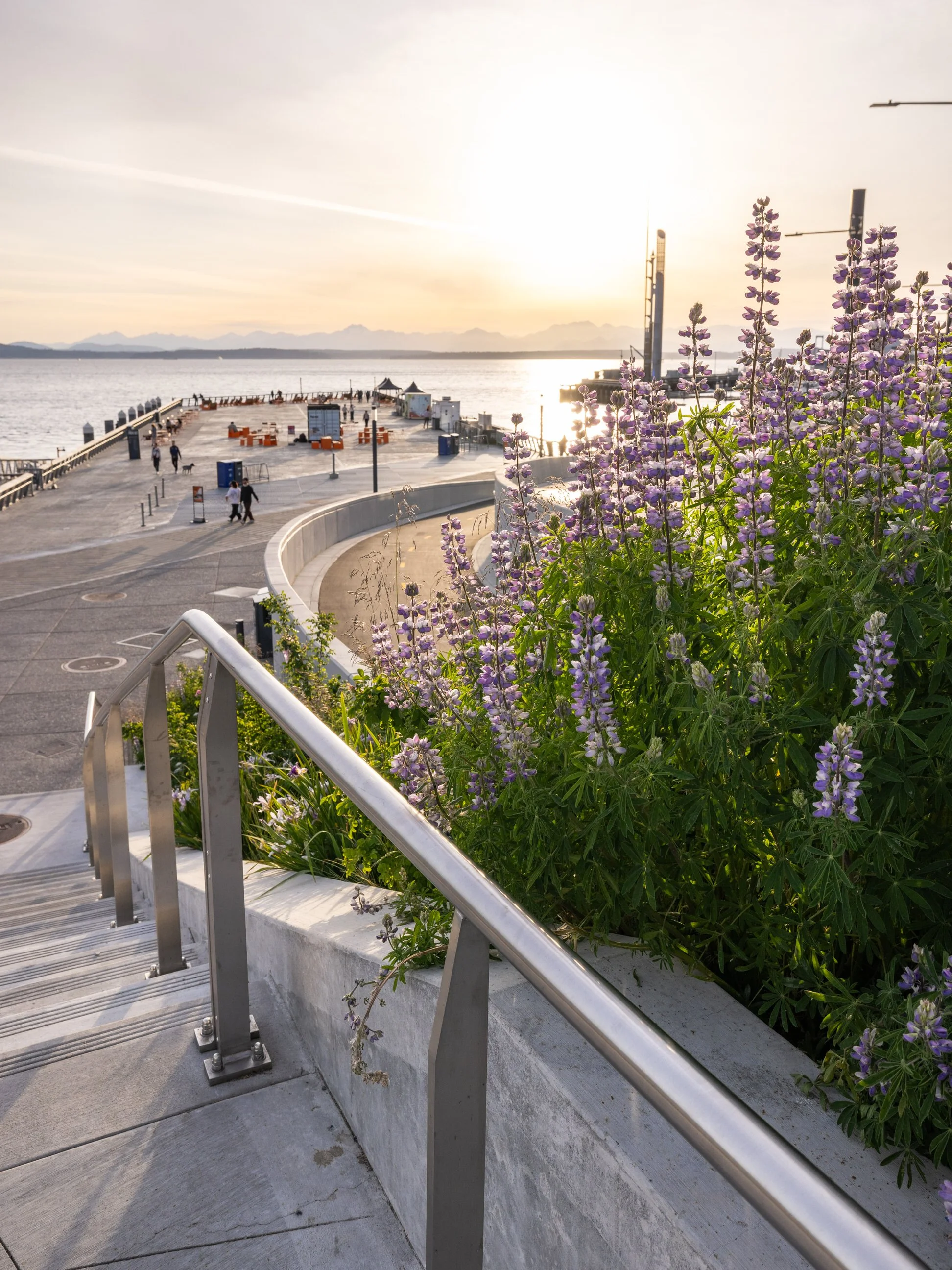 Miranda-Estes-Photography-Seattle waterfront-6.jpg