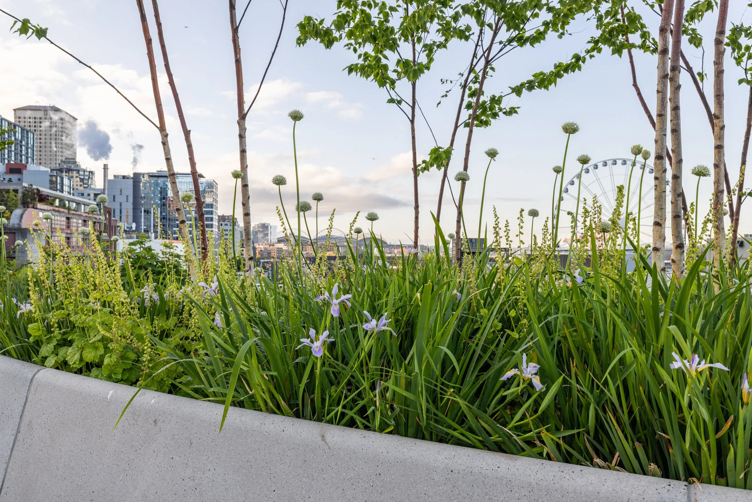 Miranda-Estes-Photography-Seattle waterfront-15.jpg