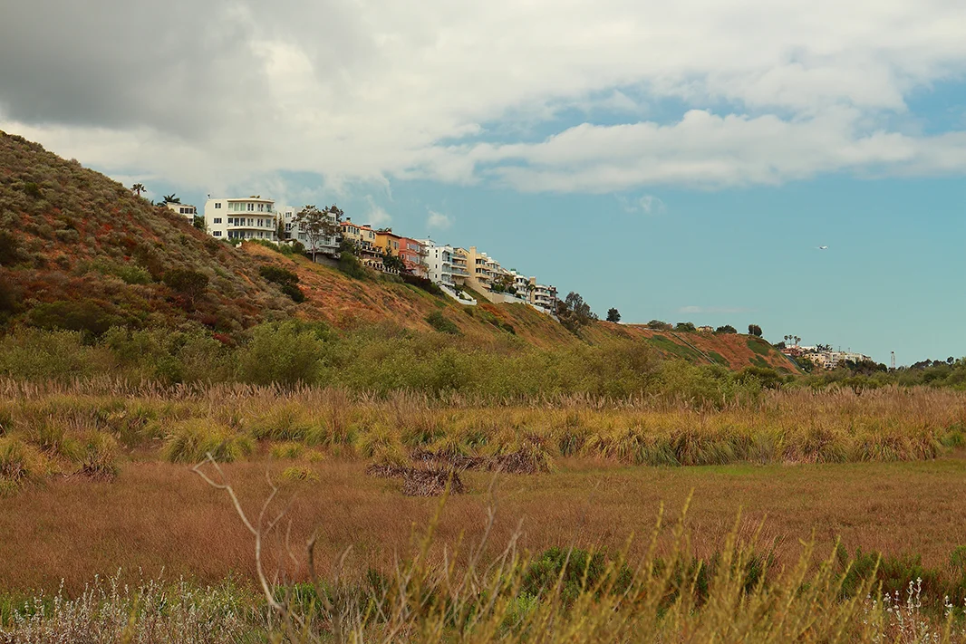 Uplands Habitats in Ballona