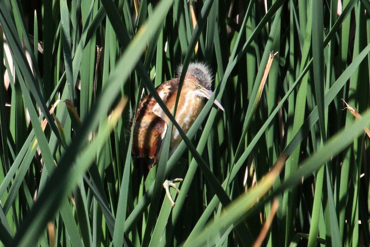 The least bittern, a State Species of Special Concern, breeds at the Freshwater Marsh. In fact the Freshwater Marsh is now providing breeding habitat for several species, including the least bittern, common gallinule, and Canada goose, for the first time in over a century. Photo credit: Don Sterba