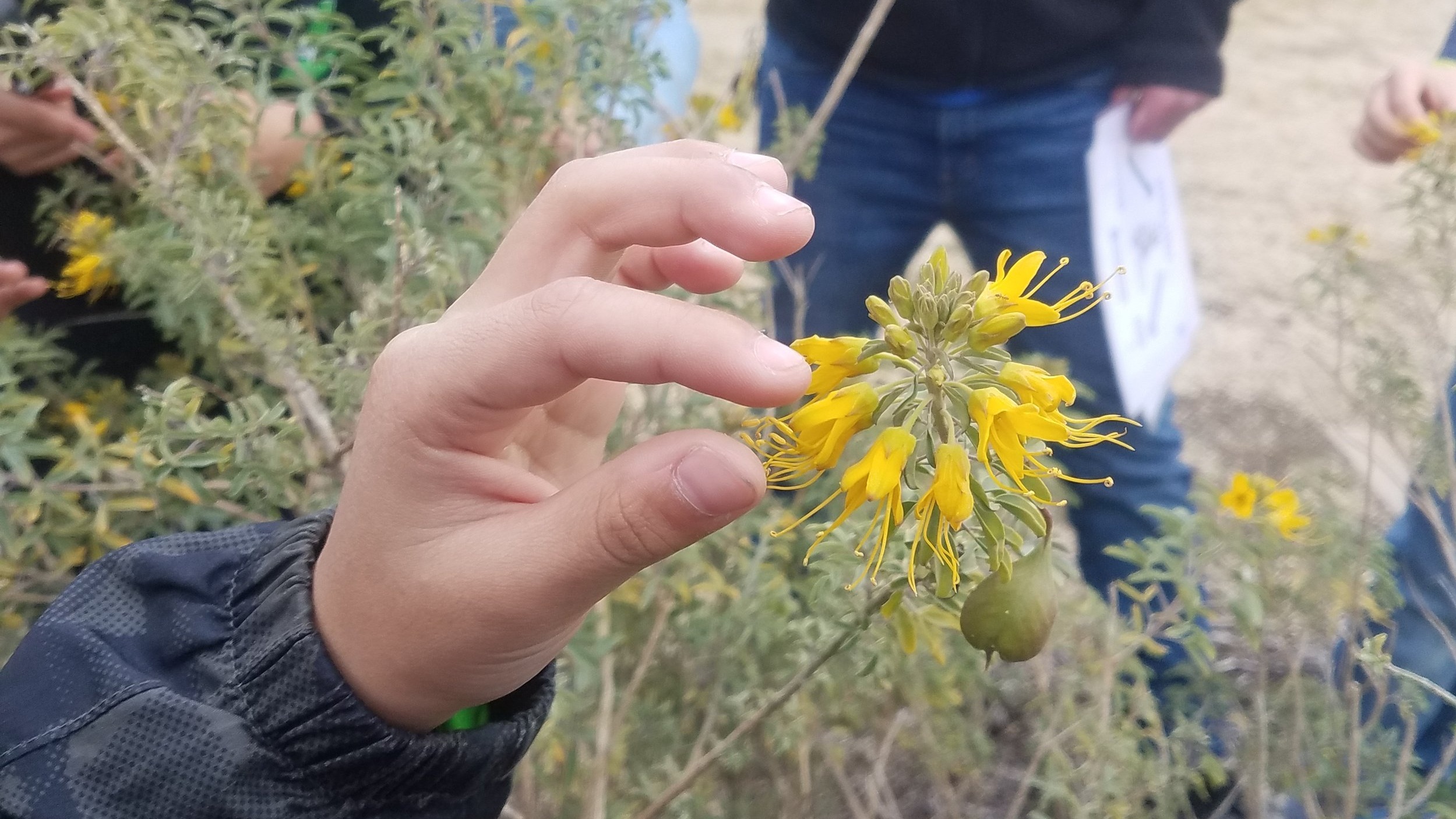 Close-up of student touching a flower