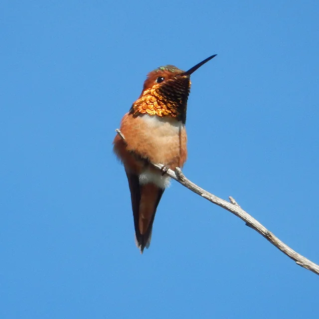 Allen's Hummingbird.jpg