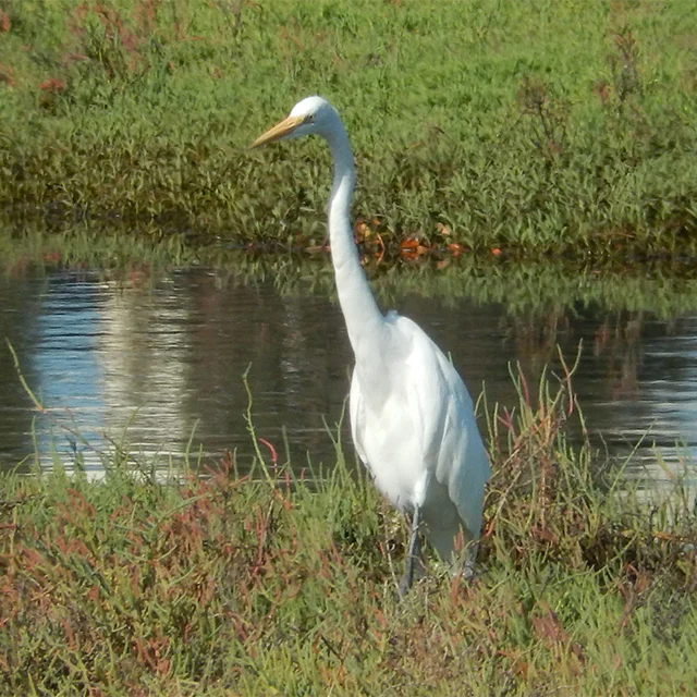 great-egret.jpeg