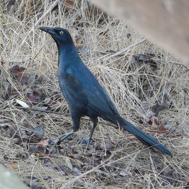 great-tailed-grackle.jpeg