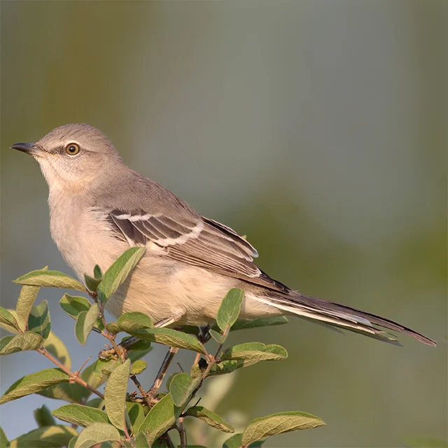 northern-mockingbird.jpeg