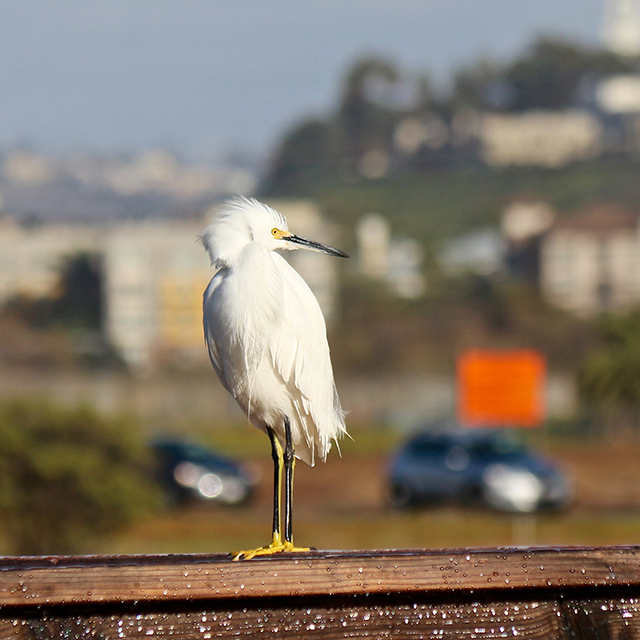 snowy-egret.jpeg