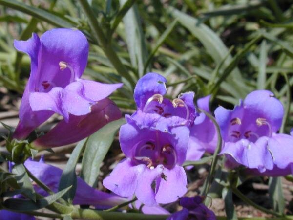 Penstemon_heterophyllus_'Margarita_BOP'_07 (1).jpeg