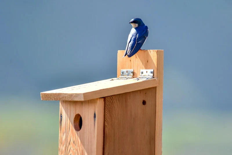 Bird Spotlight: Tree Swallows