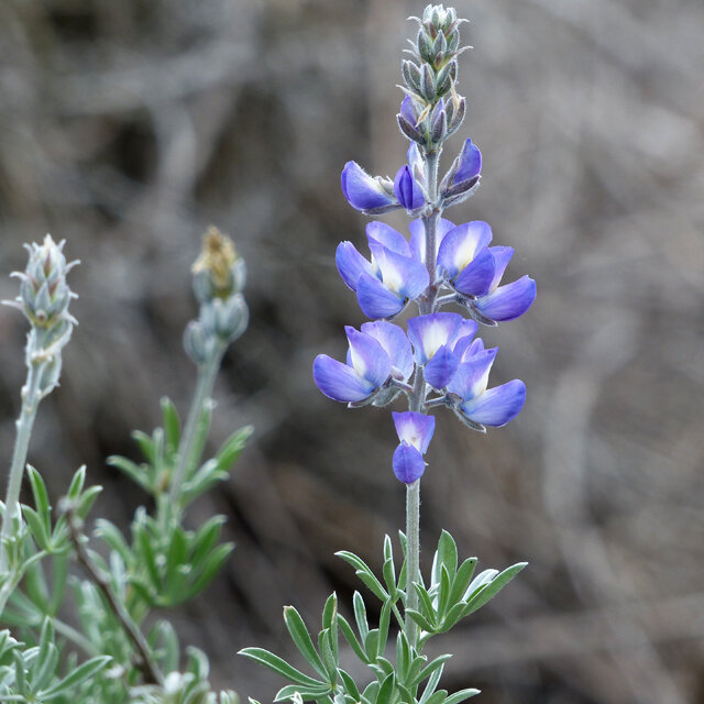 SILVER DUNE LUPINE