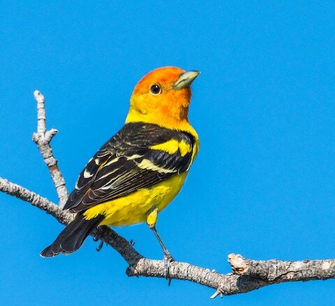 WESTERN TANAGER