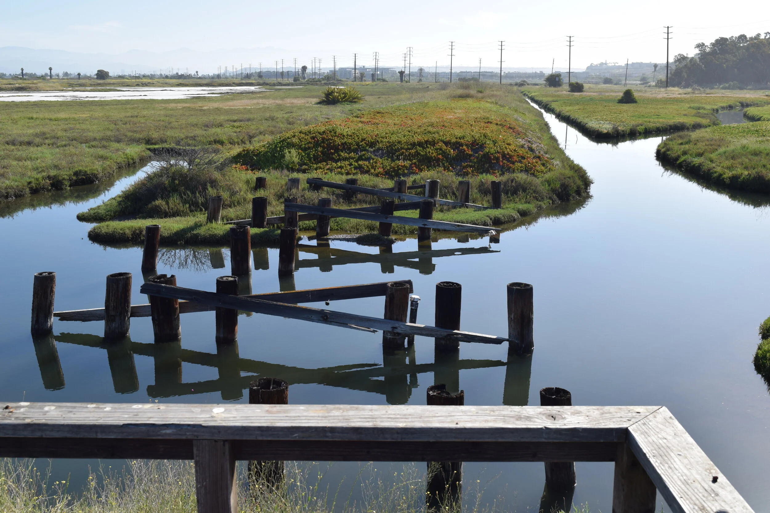 Salt Marsh & Dunes Tour — Friends of Ballona Wetlands