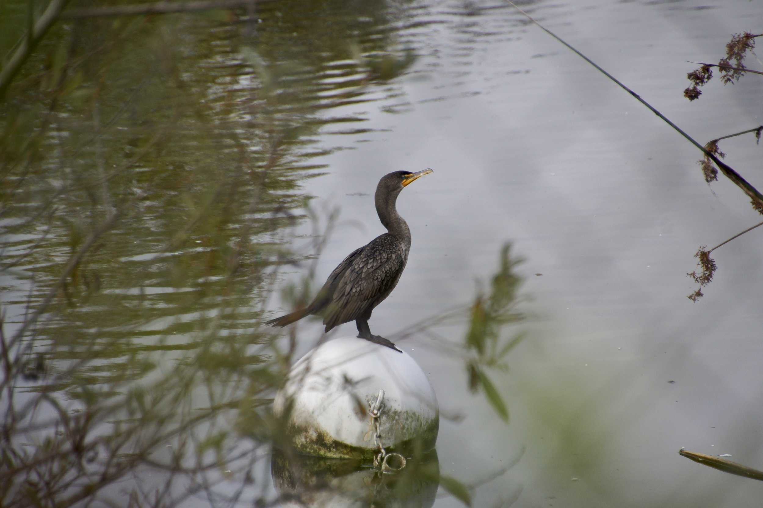 DOUBLE CRESTED CORMORANT