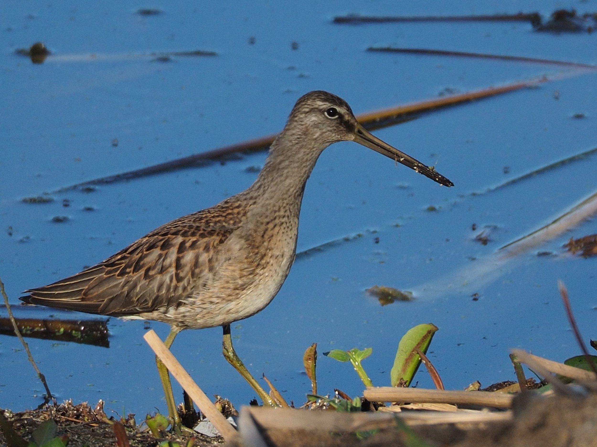 LONG-BILLED DOWITCHER