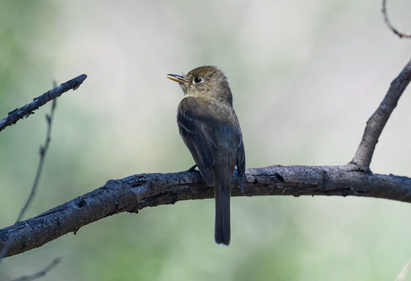 PACIFIC SLOPE FLYCATCHER