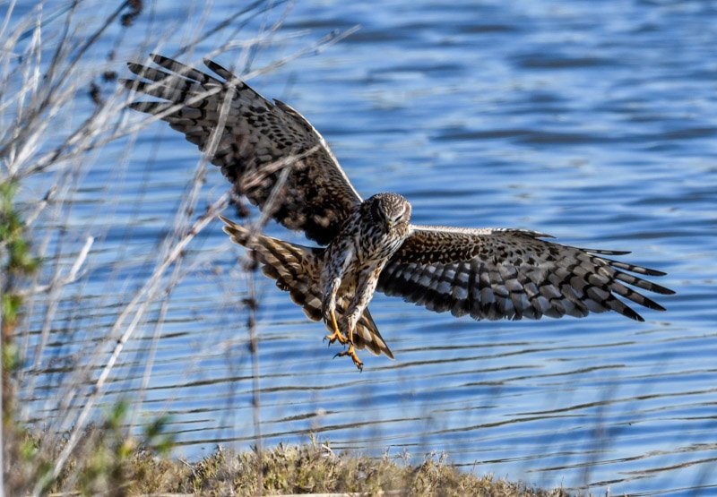 List of bird of prey species recorded at the wetlands.