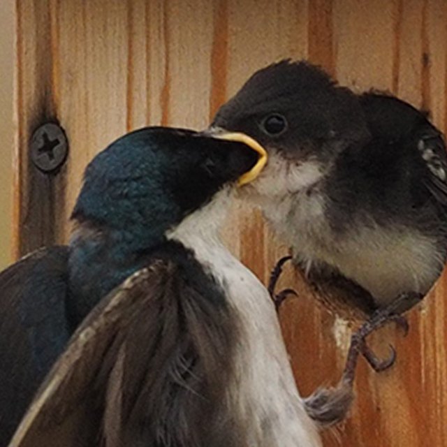 Tree Swallow.Bill Figueroa.Feeding Chicks (4).jpg