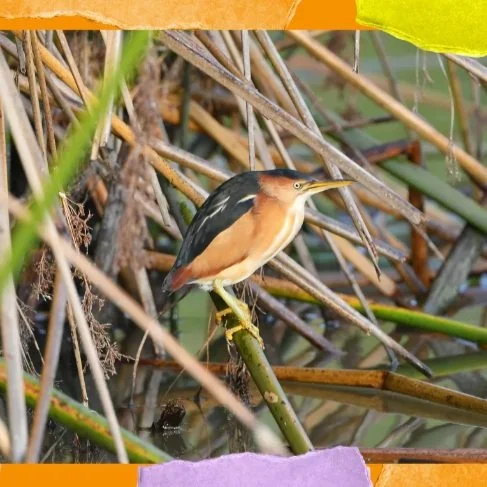 World Wetland's Day Article LA Times