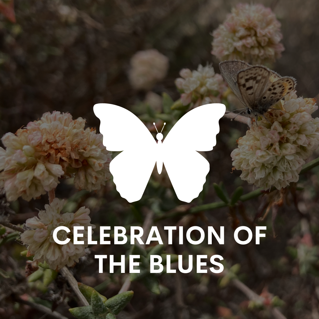Celebration of the Blues