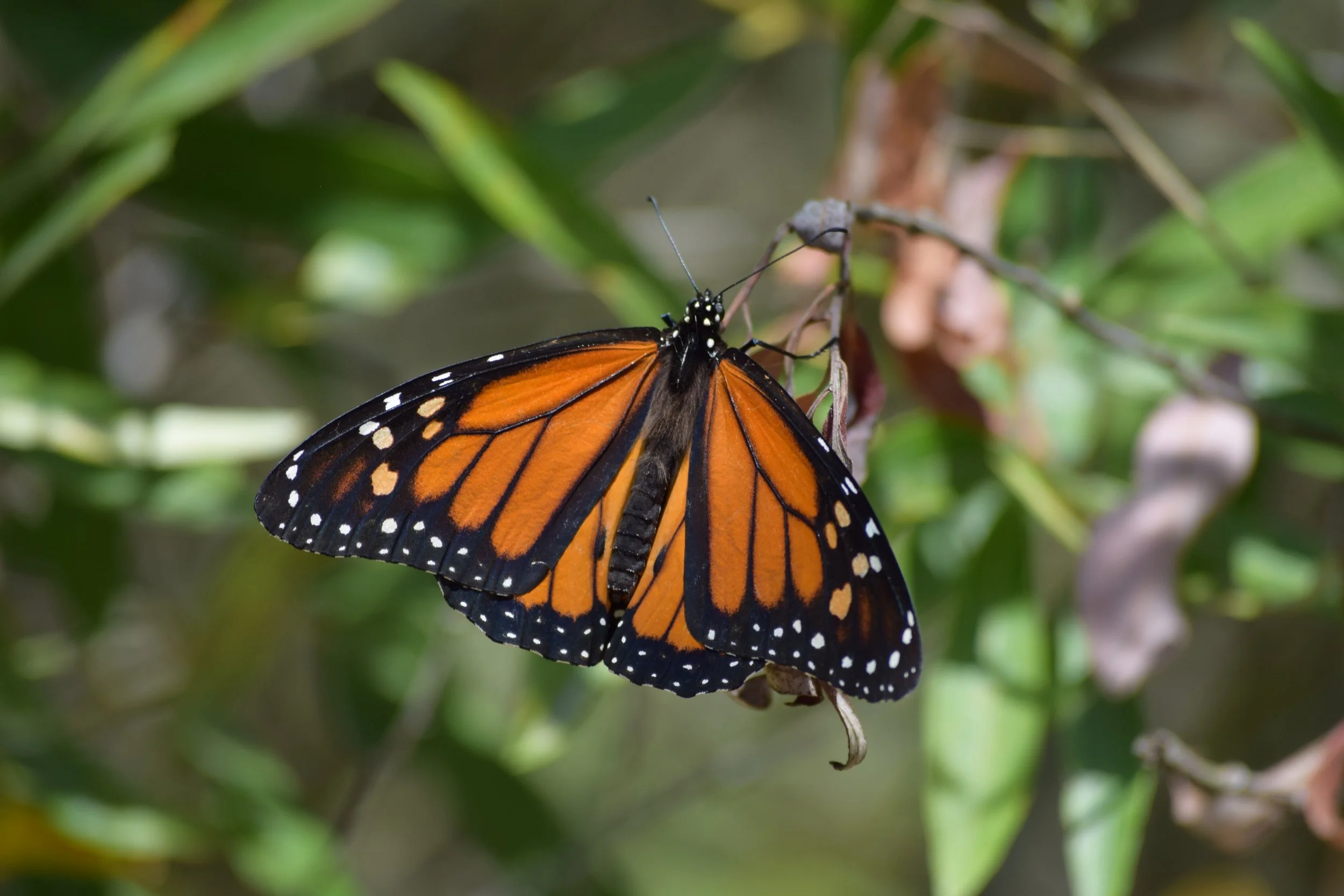 Monarch Marvels