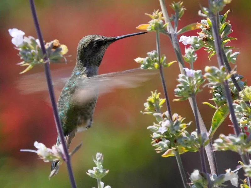 Hummingbird Haven