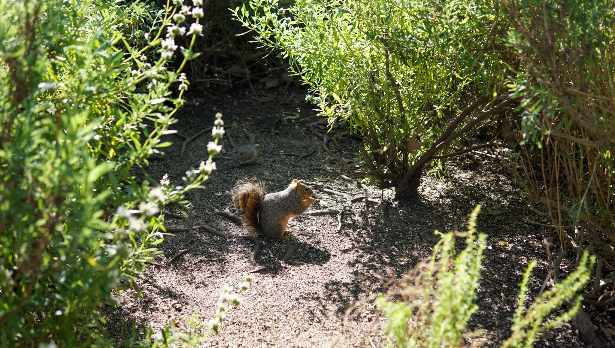 dsc09508_55138749240_o.jpg