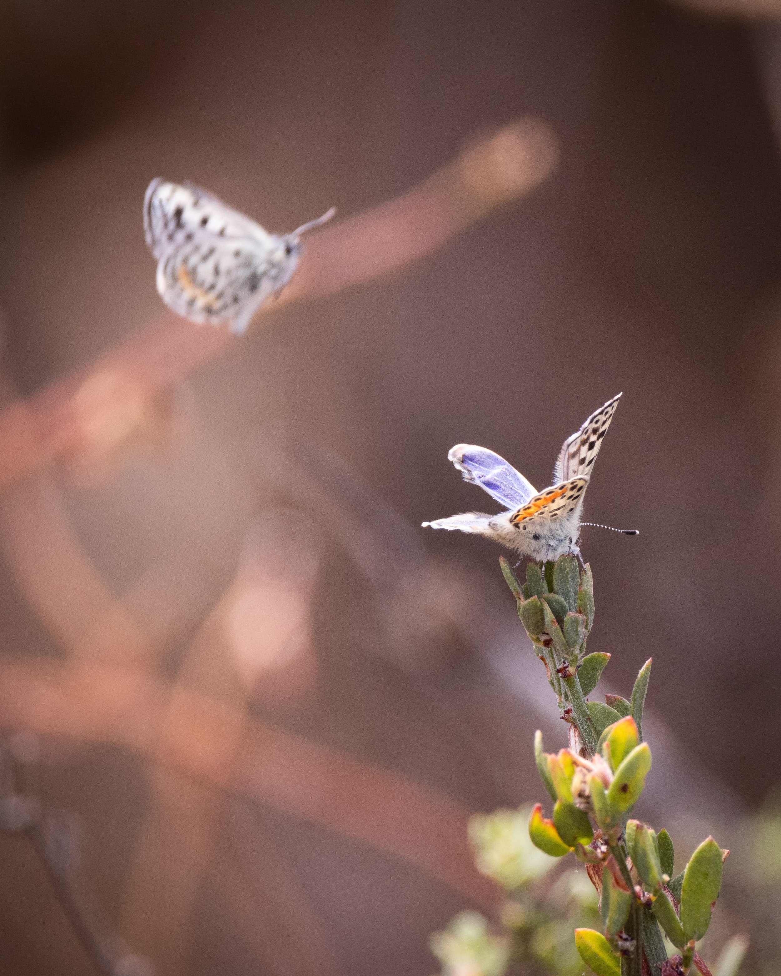 How to see blue butterflies in Palos Verdes, El Segundo - Los Angeles Times