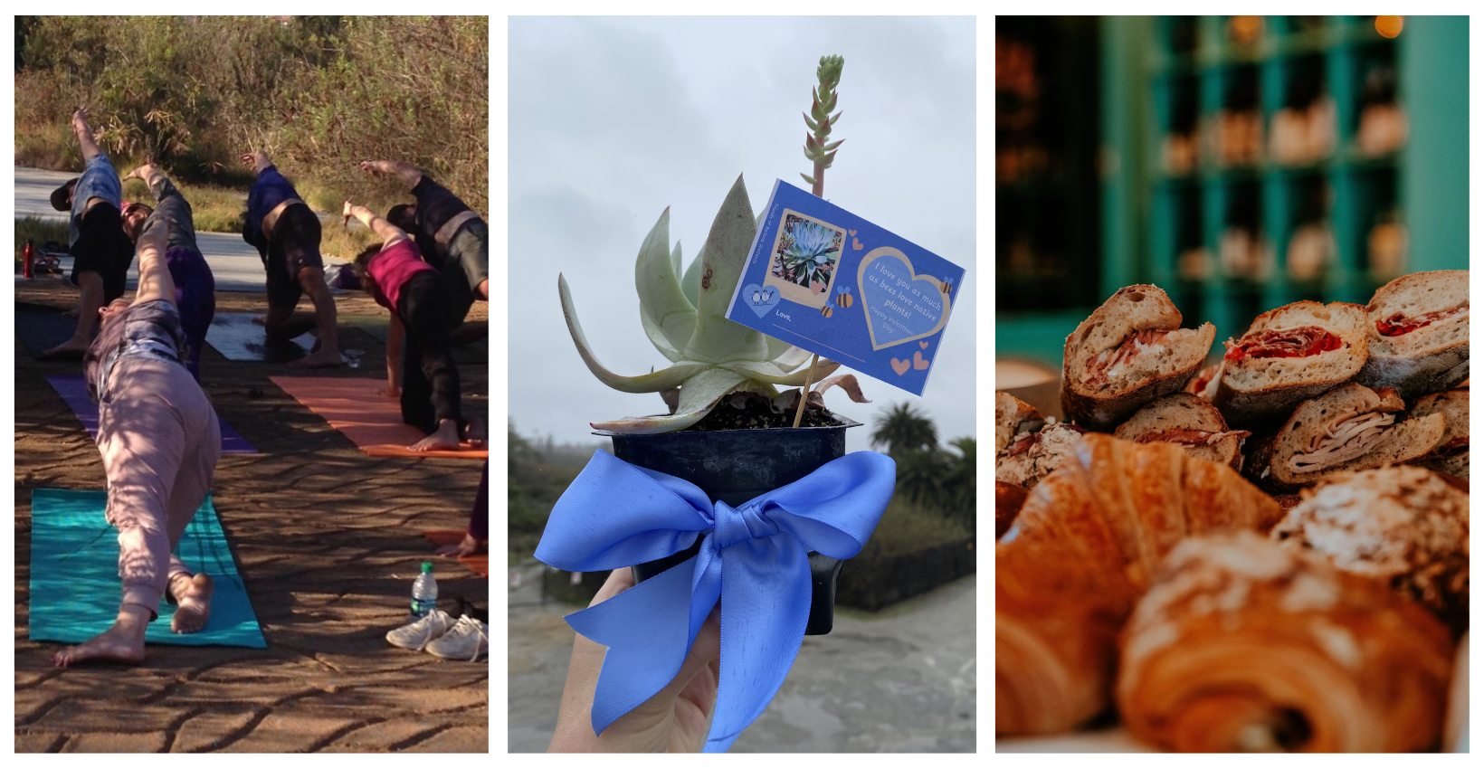 Images Rooted in the Wetlands.png