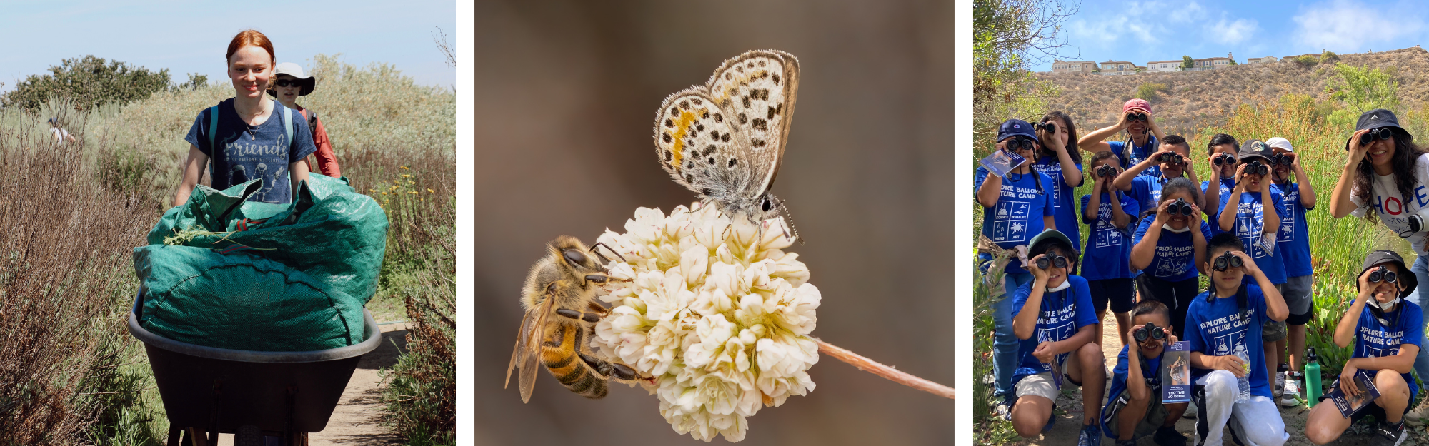 Ballona Wetlands Restoration Update — Friends of Ballona Wetlands